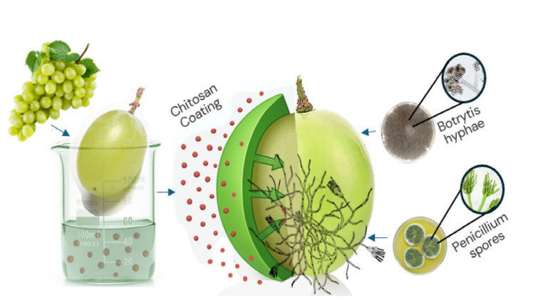 The Open Access paper, by Q. Ullah et al. analyzes innovative strategies for fruit and vegetable postharvest disease management edible coa b.png